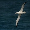 Albatros Sanforduv - Diomedea sanfordi - Northern Royal Albatros 7603
